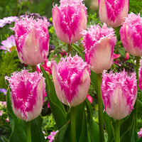 20x Tulips Tulipa 'Huis ten Bosch' pink