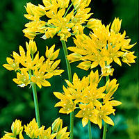 100x Allium moly Yellow
