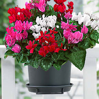 3x Cyclamen persicum — Mix 'Veranda'