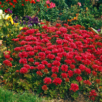 6x Evening primrose Sedum 'Schorbuser Blut' red - Hardy plant