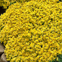 6x Yellow stonecrop Sedum acre - Hardy plant