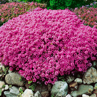 Thymus serpyllum pink - Hardy plant