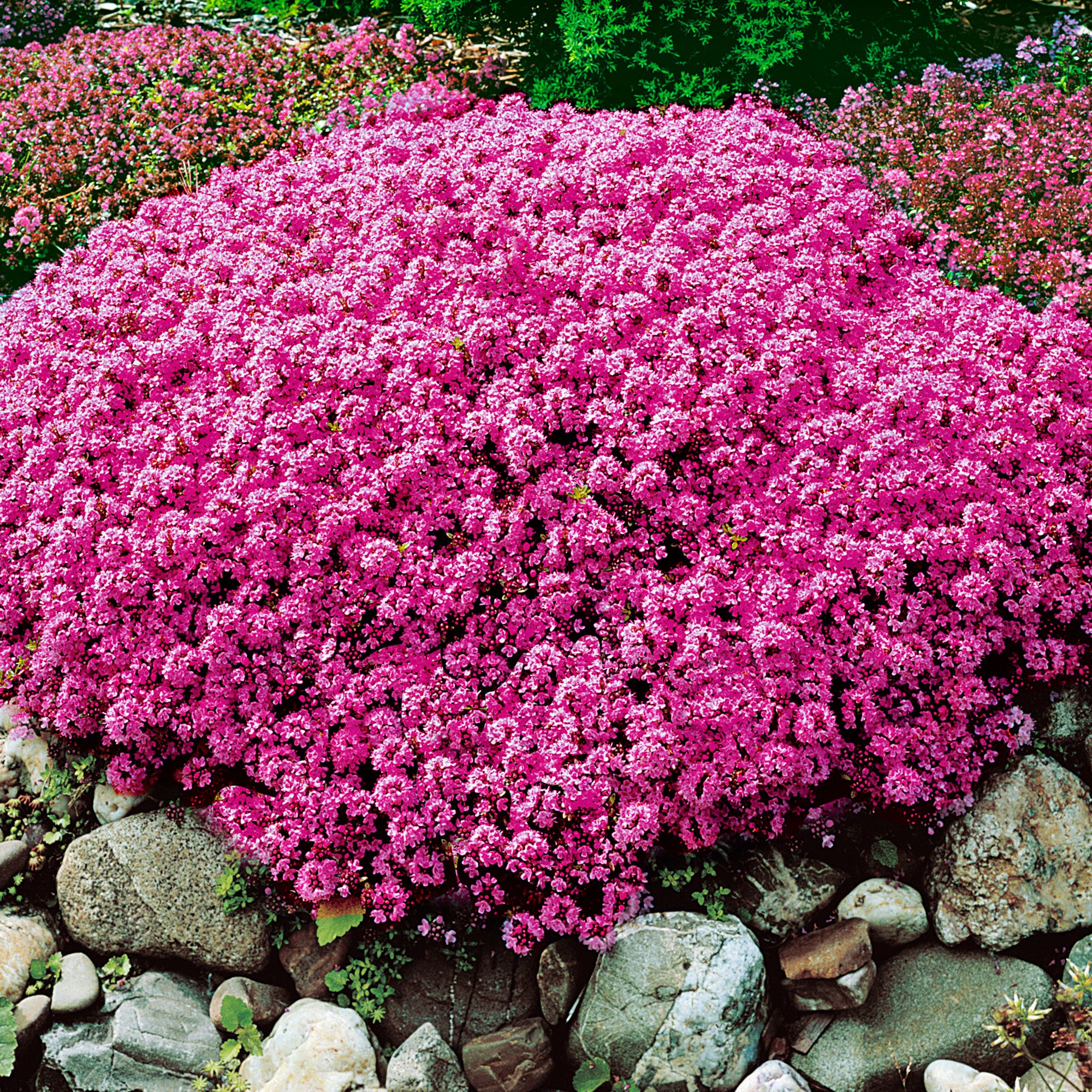 Firewitch Dianthus - Pink Perennial Flower