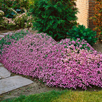 5x Soapwort pink - Bare rooted