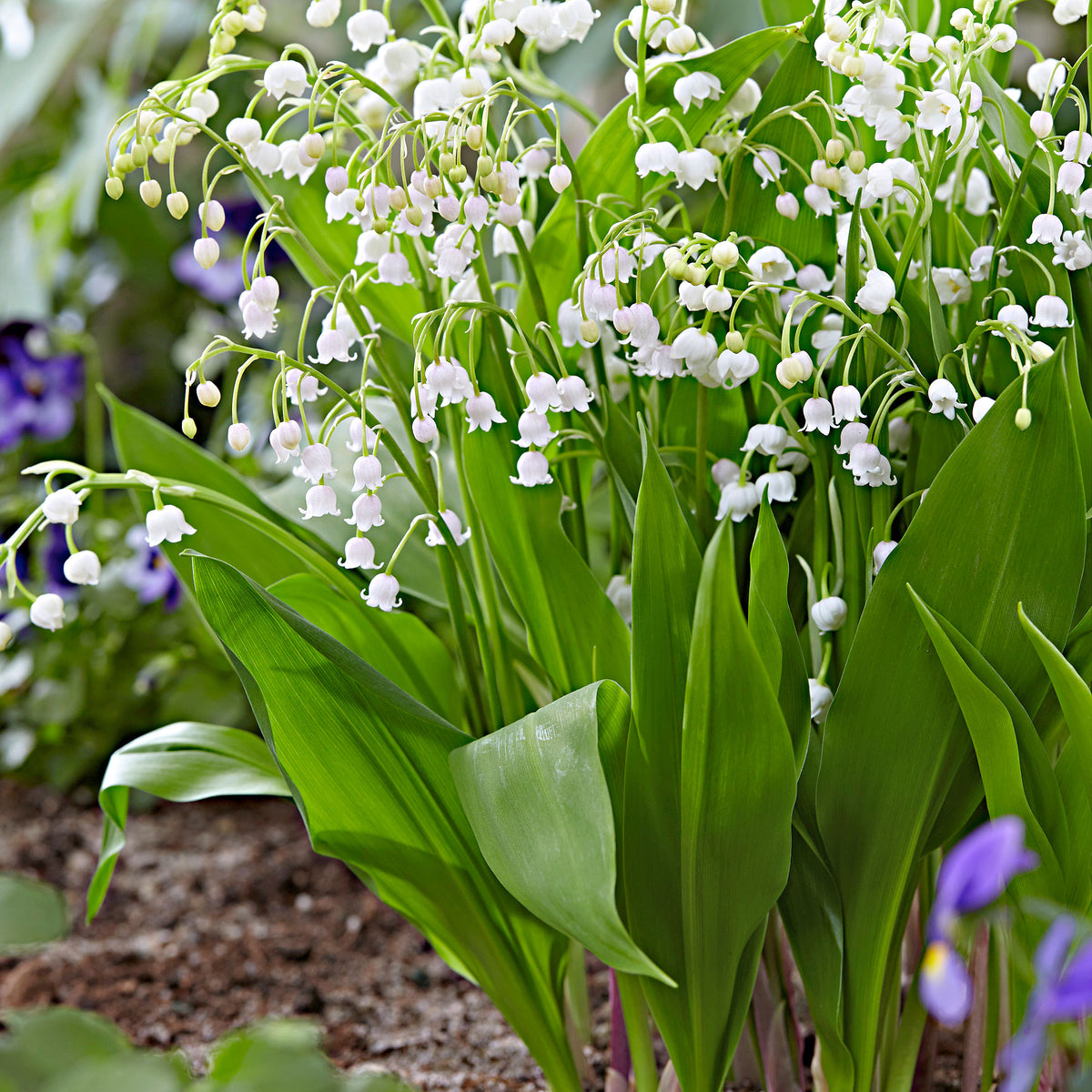 15x Lilies of the valley Convallaria 'Majalis' white - Bare rooted - Hardy plant