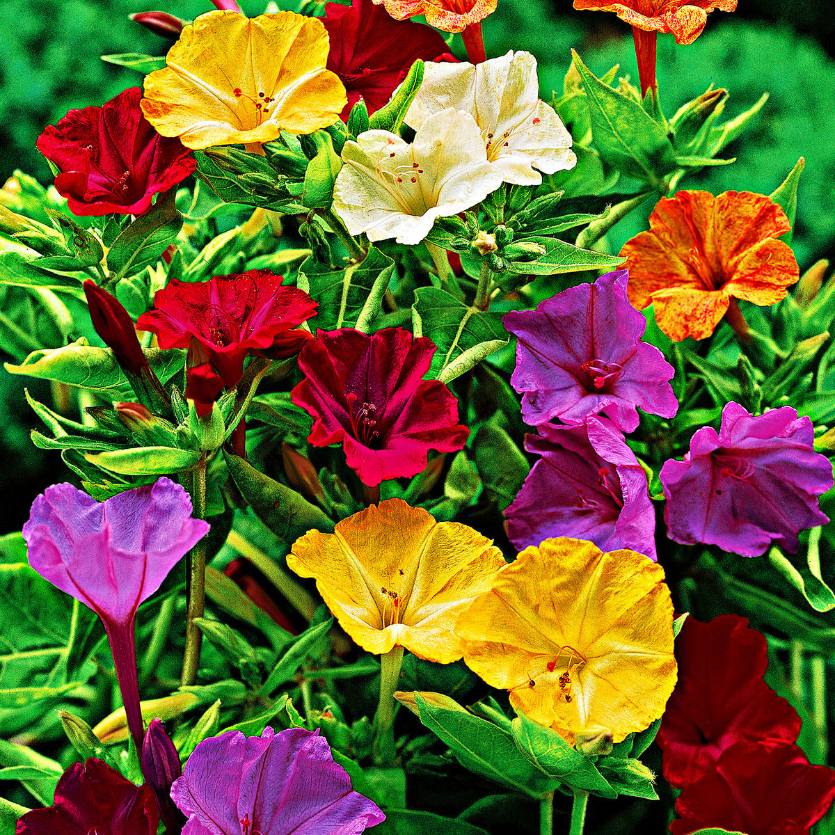 6x Marvel of Peru Mirabilis jalapa - Mix - Bare rooted