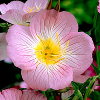 6x Common columbine Oenothera 'Rosea' pink - Hardy plant