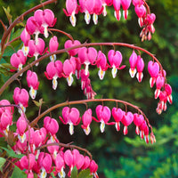3x Bleeding hearts Dicentra spectabilis pink-white - Bare rooted - Hardy plant