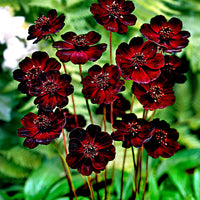3x Chocolate cosmos purple - Bare rooted - Hardy plant