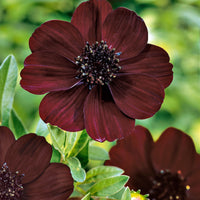 3x Chocolate cosmos purple - Bare rooted - Hardy plant