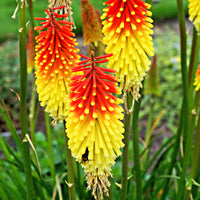 Red-hot poker Kniphofia uvaria - Organic orange-yellow - Hardy plant
