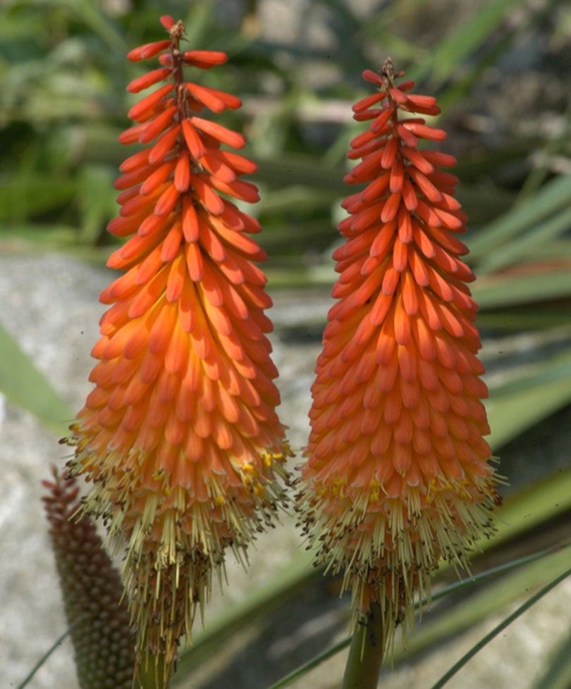 Kniphofia 'Grandiflora' Yellow-Orange - Bare rooted - Hardy plant