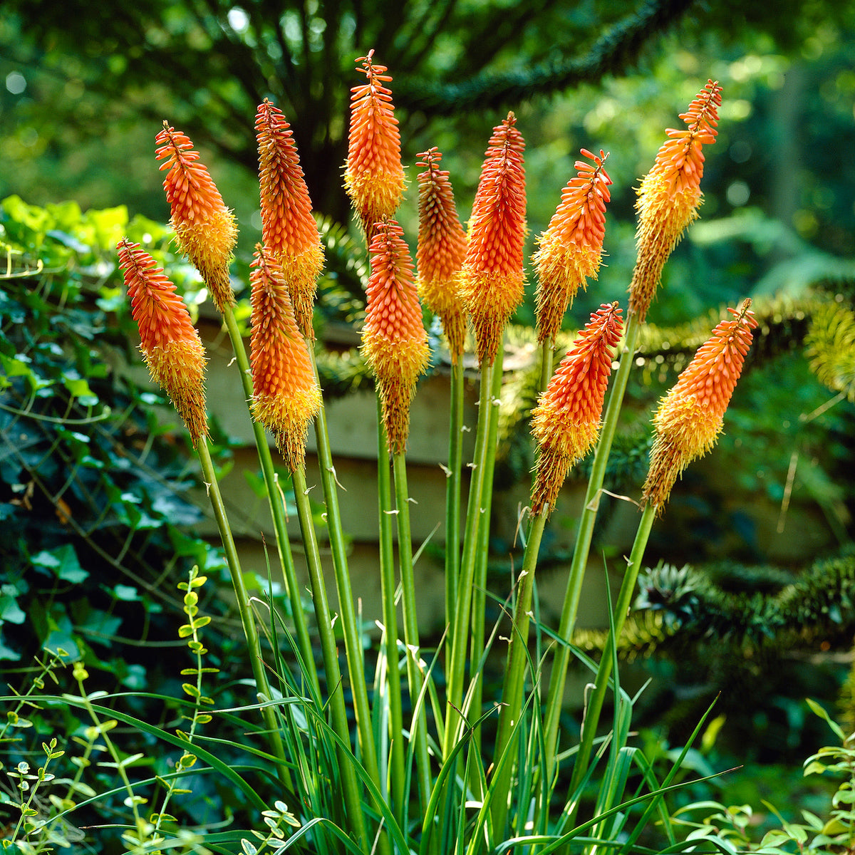 Kniphofia 'Grandiflora' Yellow-Orange - Bare rooted - Hardy plant