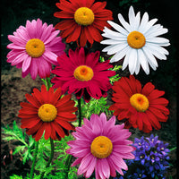 6x Daisy - Mix 'Colourful Crown' red-pink-white - Hardy plant