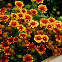 5x Blanketflower Gaillardia 'Kobold' red-yellow - Hardy plant