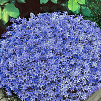 Carpathian bellflower Campanula blue - Hardy plant
