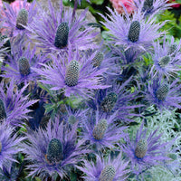 6x Thistle Eryngium 'Blue Star' blue - Hardy plant