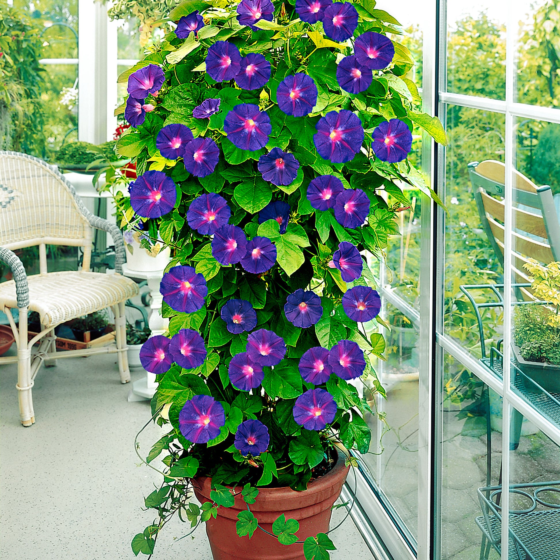 morning glory house plant Morning glory Ipomoea purpurea purple