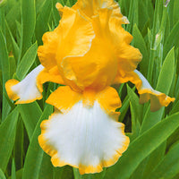 3x Bearded iris 'Glacier Gold' yellow-white - Bare rooted - Hardy plant