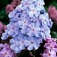 3x Phlox Phlox 'Lilac Tima' purple - Bare rooted - Hardy plant