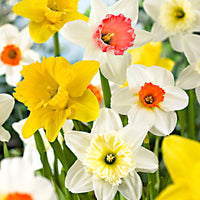 100x Narcissus Mix (Daffodil) XL Pack 'Big Colors' - Hardy plant