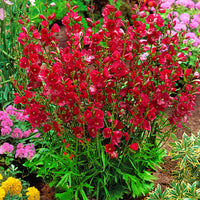 5x Greek mallow Sidalcea 'Party girl' red - Bare rooted