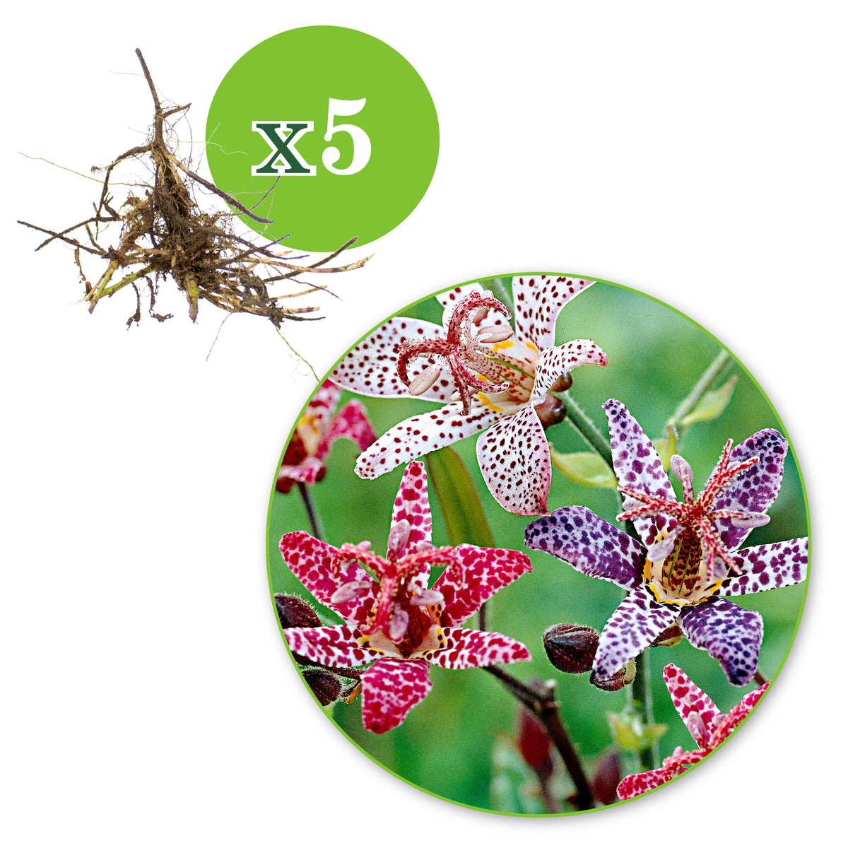 5x Toad lily Tricyrtis - Mix 'Mushrooms in the garden' - Bare rooted - Hardy plant