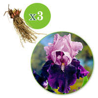 3x Bearded iris 'Blue Bird Wine' blue-purple - Bare rooted - Hardy plant