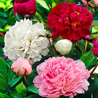 3x Peonies Paeonia red-pink-white - Bare rooted - Hardy plant
