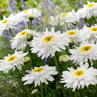 Shasta daisy  Leucanthemum 'Wirral Supreme' white  - Bare rooted - Hardy plant