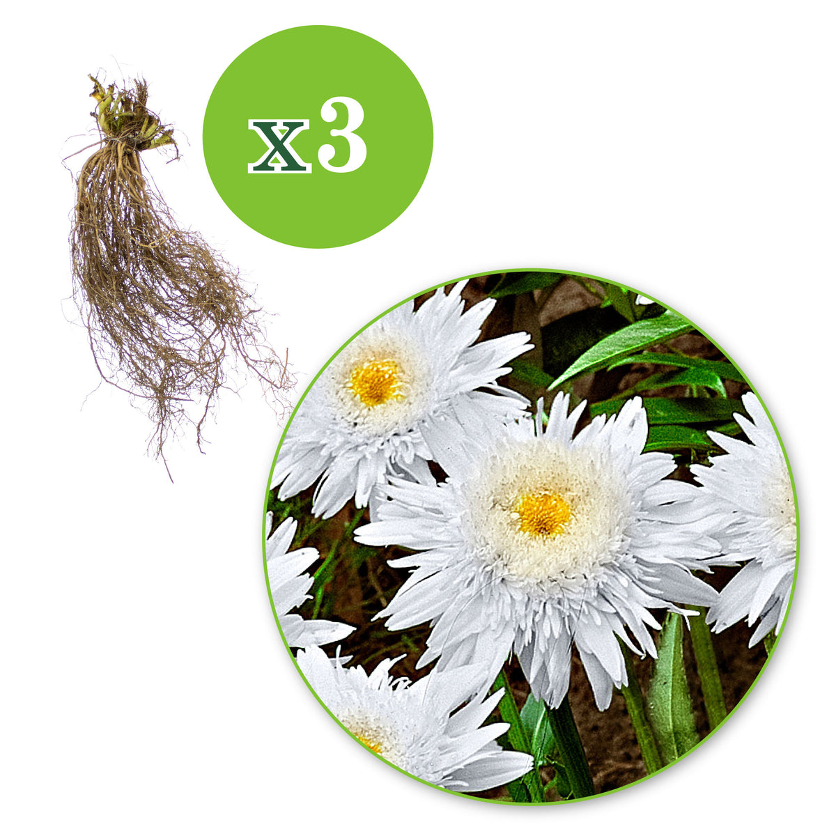 Shasta daisy  Leucanthemum 'Wirral Supreme' white  - Bare rooted - Hardy plant