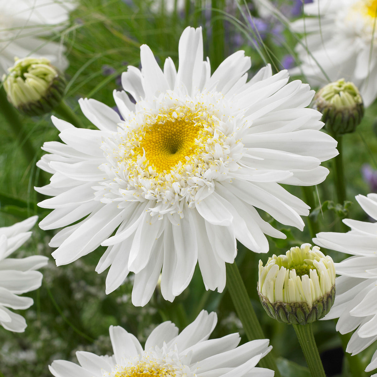Shasta daisy  Leucanthemum 'Wirral Supreme' white  - Bare rooted - Hardy plant