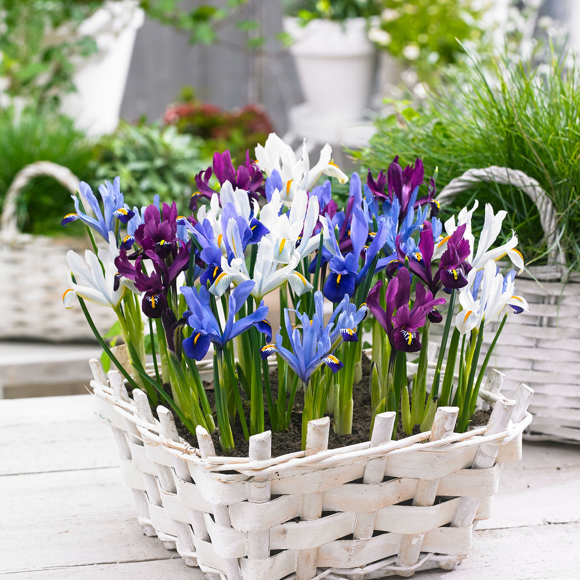 Buy 25x Dwarf iris - Mix 'Sunshine' blue-purple-white | Bakker.com
