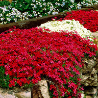 5x Creeping phlox subulata red-white - Hardy plant