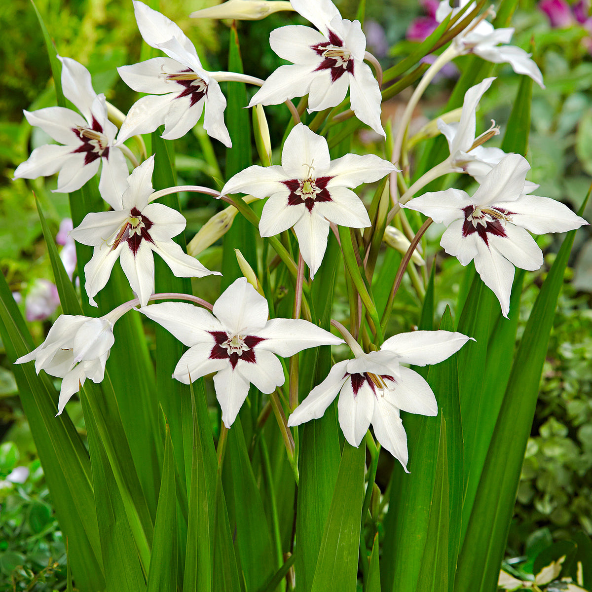 25x Gladiolus Acidanthera murielae white