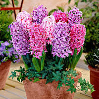15 Hyacinth 'The Spring' Mix