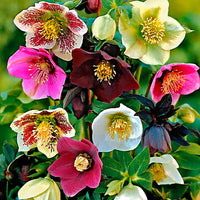 Christmas rose Helleborus - Bare rooted - Hardy plant