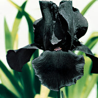 3x Bearded iris 'Study in Black' purple - Bare rooted - Hardy plant