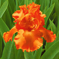 3x Bearded iris 'Glazed Orange' orange - Bare rooted - Hardy plant