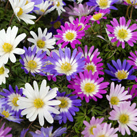 100x Anemone  Anemone blanda - Mix 'Eastern Beauty'
