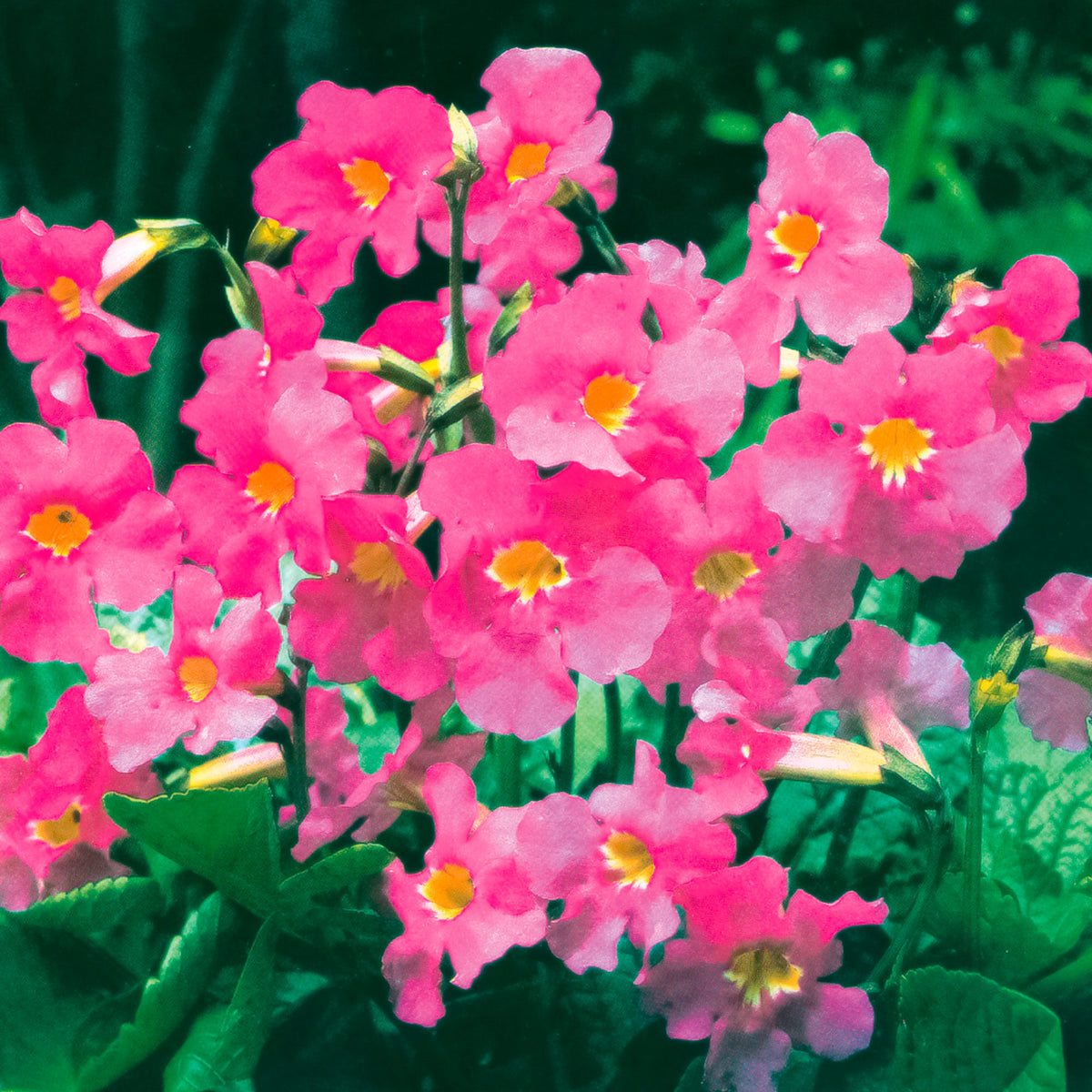 6x Gloxinia Incarvillea delavayi pink
