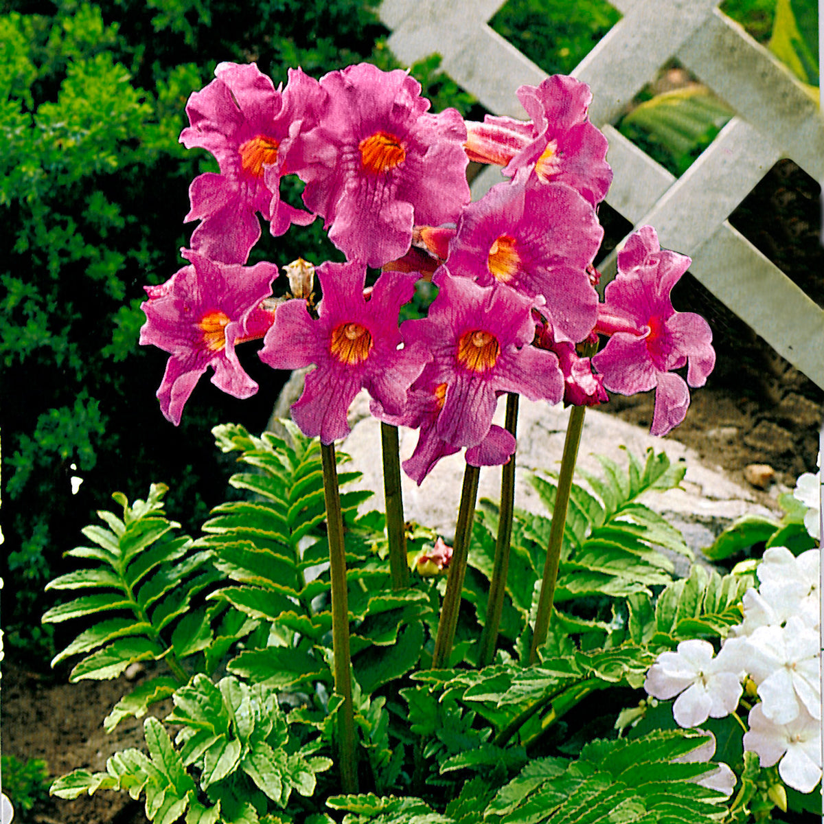 6x Gloxinia Incarvillea delavayi pink
