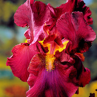 3x Bearded iris 'Tangerine Charm' red-orange - Bare rooted - Hardy plant