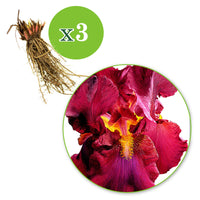 3x Bearded iris 'Tangerine Charm' red-orange - Bare rooted - Hardy plant