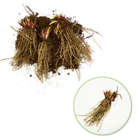 3x Bearded iris 'Tangerine Charm' red-orange - Bare rooted - Hardy plant