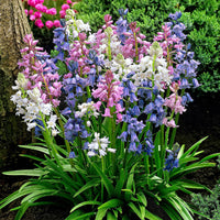 35x Bluebell  Hyacinthoides hispanica - Mix purple-pink-white
