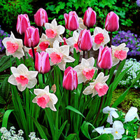 25x Tulip — Mix 'Perfect Harmony' white-pink