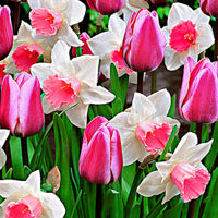 25x Tulip — Mix 'Perfect Harmony' white-pink