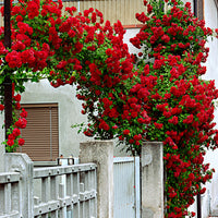 Climbing rose Rosa 'Santana' red - Bare rooted - Hardy plant