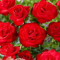 Climbing rose Rosa 'Santana' red - Bare rooted - Hardy plant
